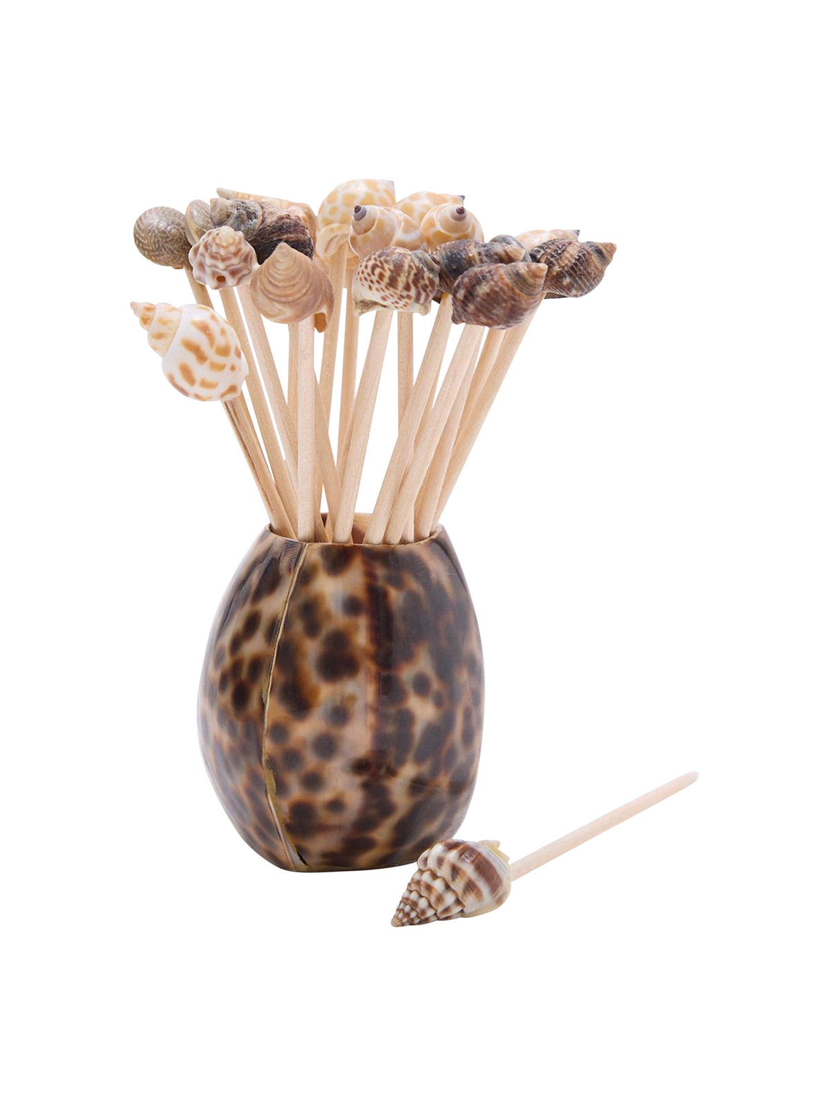 Tiger Cowrie Shell and Seashell Picks Weston Table