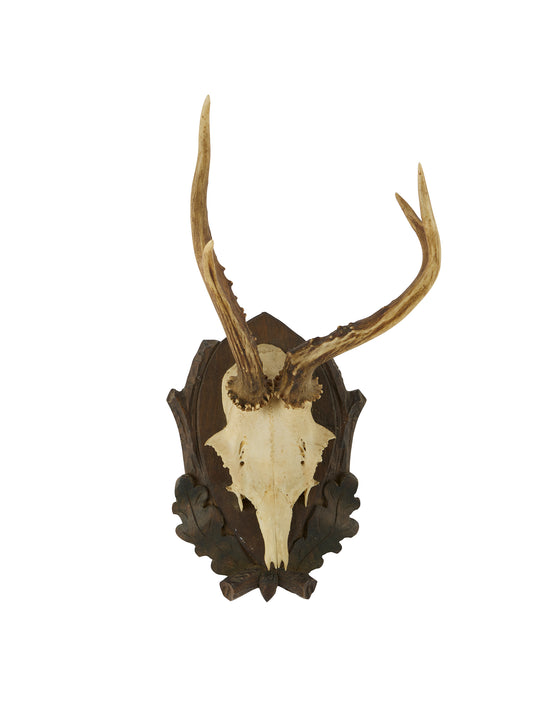 Vintage 1950s Black Forest Roe Deer Antler Trophy Weston Table