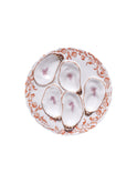 Vintage 19th Century Havilland Limoges Red Floral Oyster Plate Weston Table