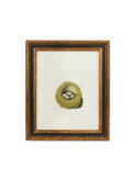 Vintage 19th Century Nest and Egg Framed Book Print Weston Table