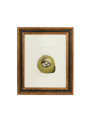  Vintage 19th Century Nest and Egg Framed Book Print Weston Table 