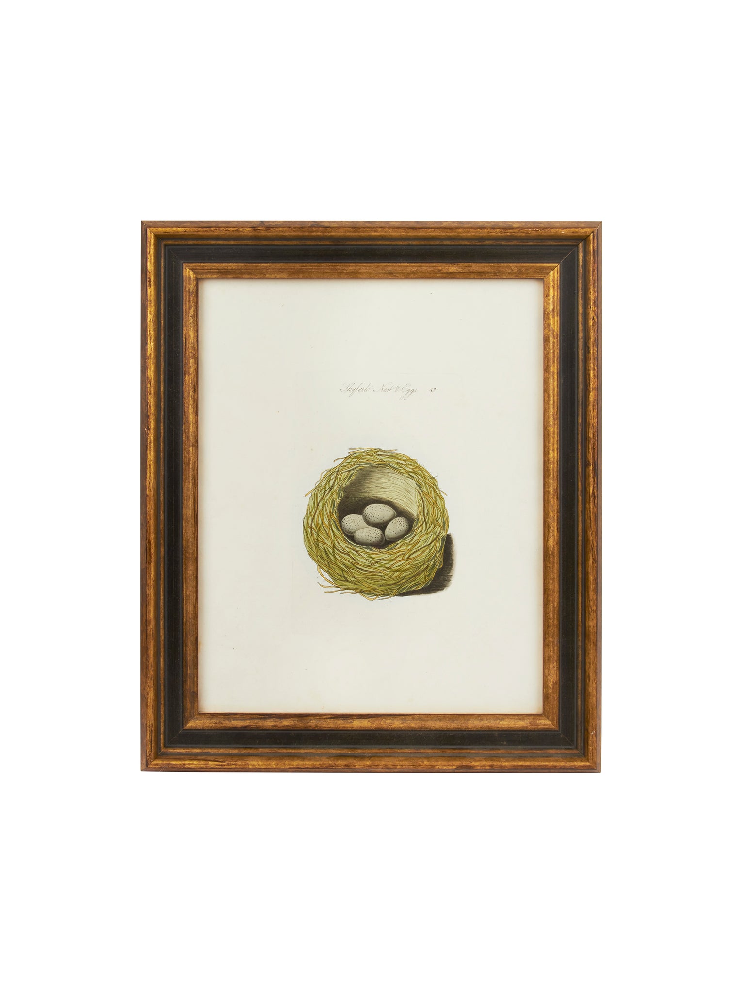 Vintage 19th Century Skylark Nest & Eggs  Book Print Weston Table