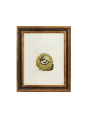  Vintage 19th Century Skylark Nest & Eggs  Book Print Weston Table 