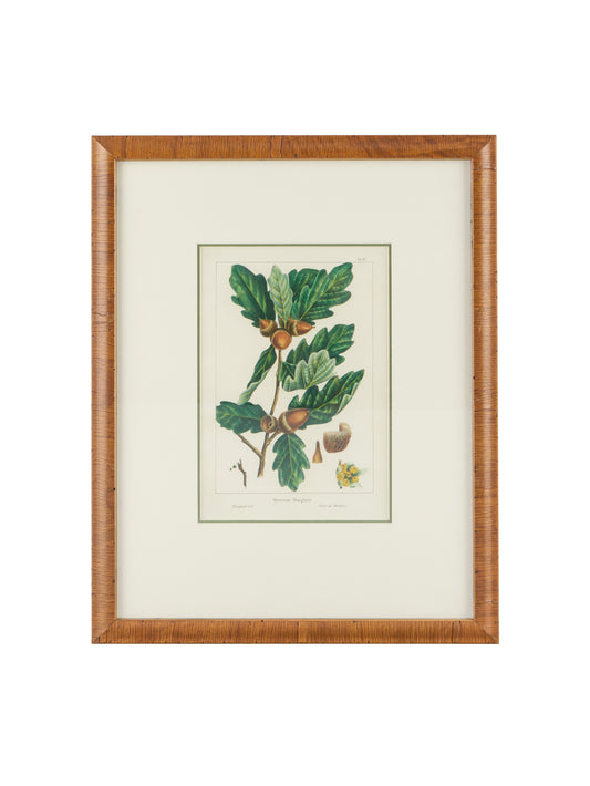 Vintage Acorn and Oak Leaf Hand Colored Framed Engraving One Weston Table