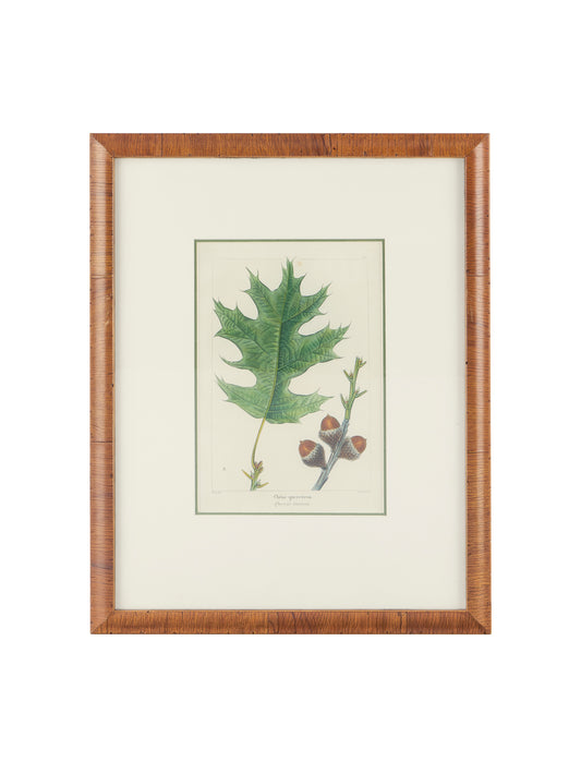 Vintage Acorn and Oak Leaf Hand Colored Framed Engraving One Weston Table