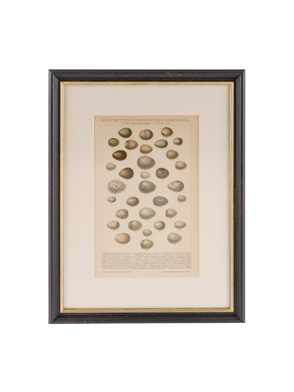 Vintage European Framed Brockhaus Egg Book Plate Weston Table