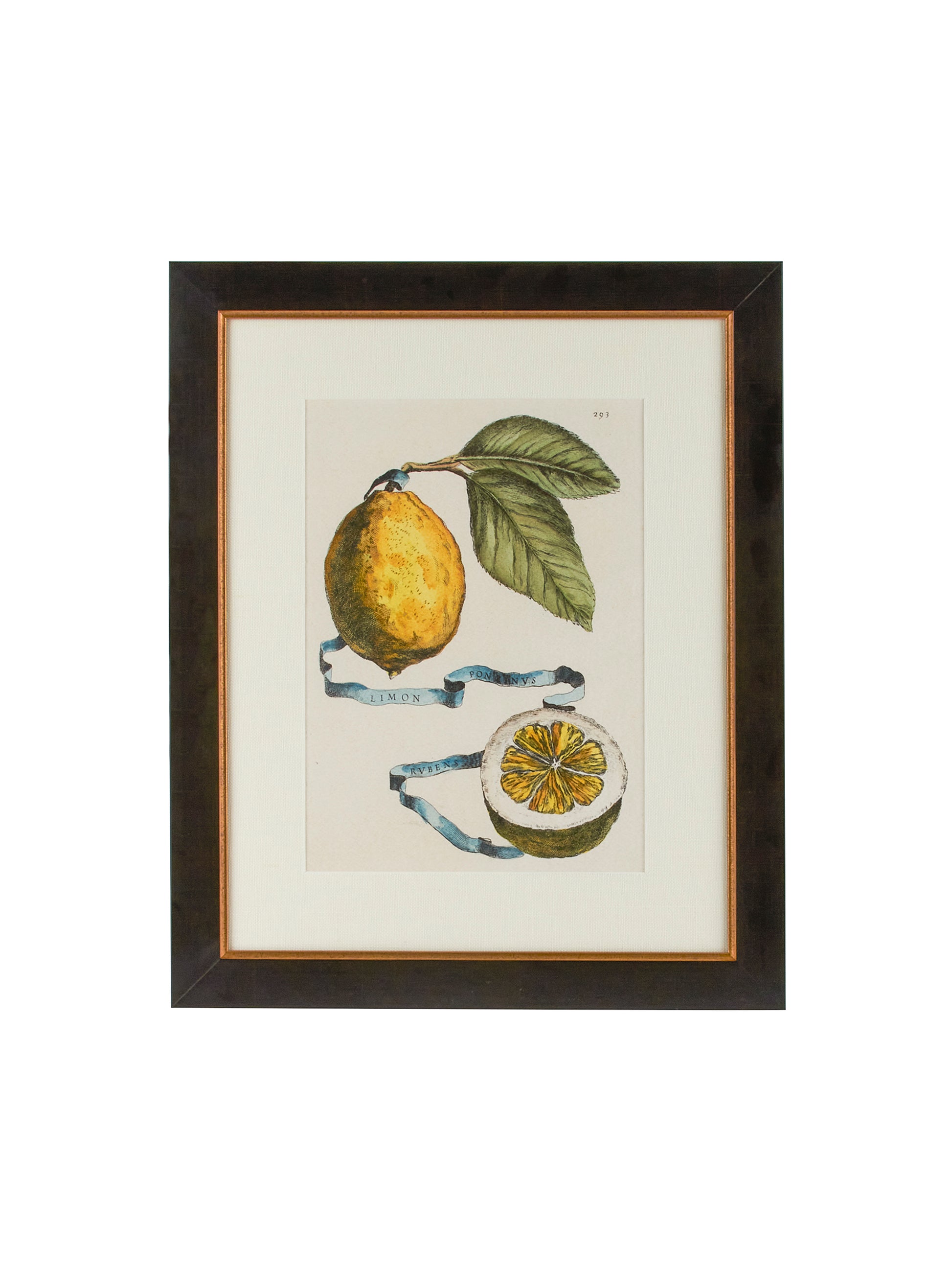 Vintage Italian Lemon Study Hand Colored Engraving Weston Table