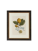 Vintage Italian Lemon Study Hand Colored Engraving Weston Table