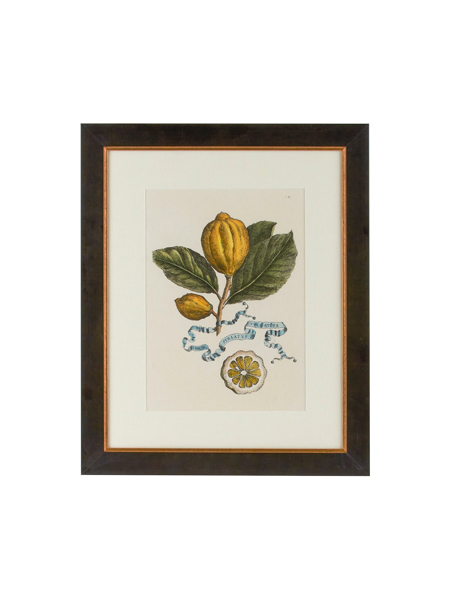 Vintage Italian Lemon Study Hand Colored Engraving Weston Table