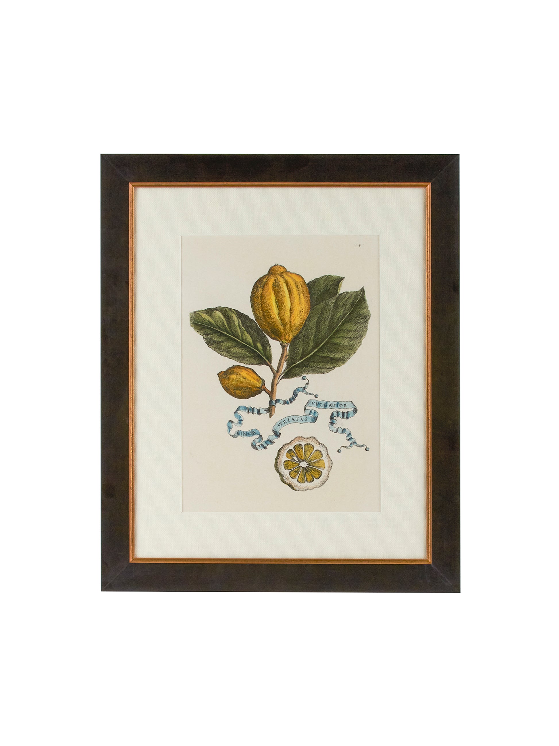 Vintage Italian Lemon Study Hand Colored Engraving Weston Table