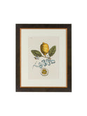 Vintage Italian Lemon Study Hand Colored Engraving Weston Table
