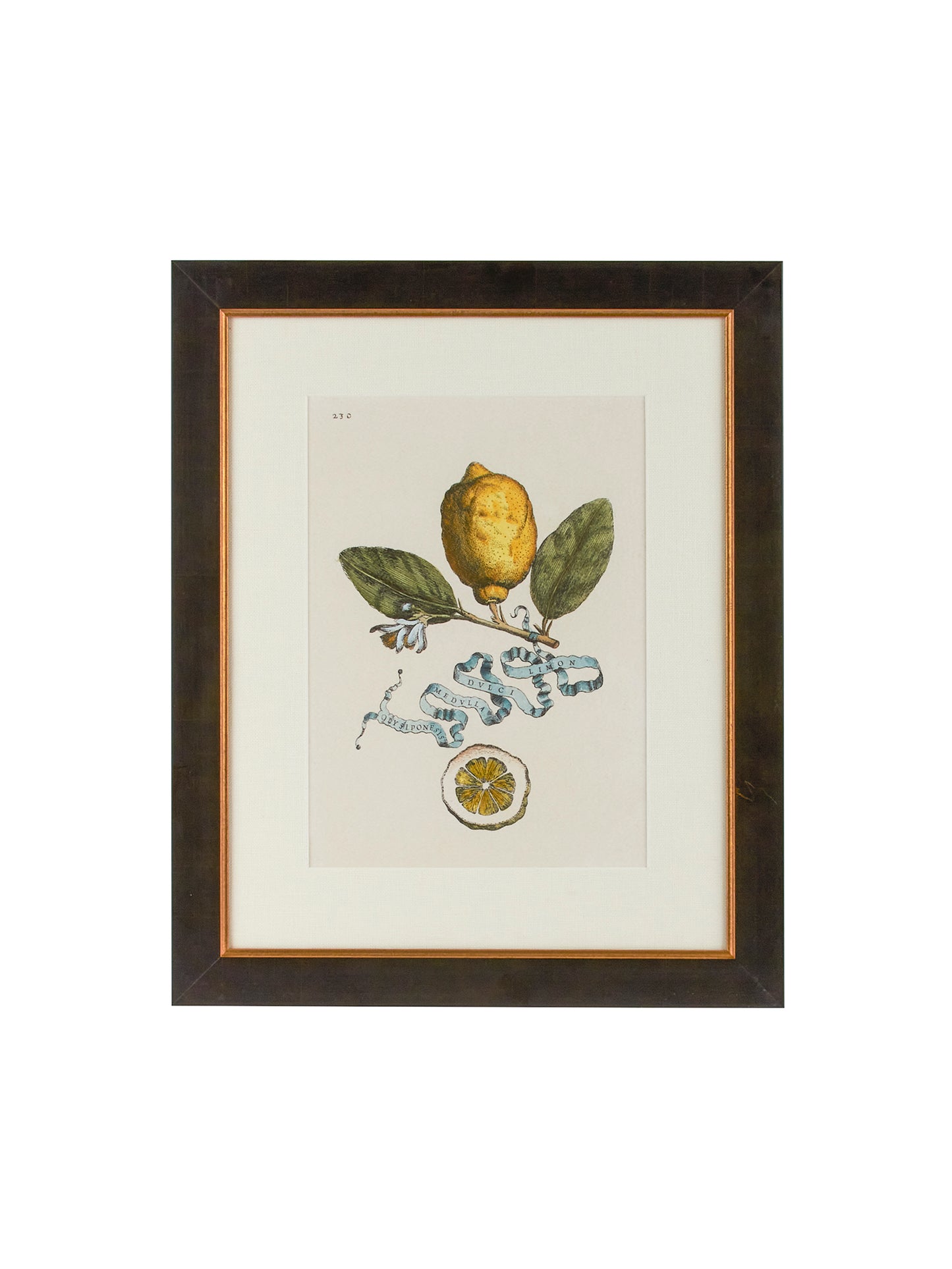 Vintage Italian Lemon Study Hand Colored Engraving Weston Table