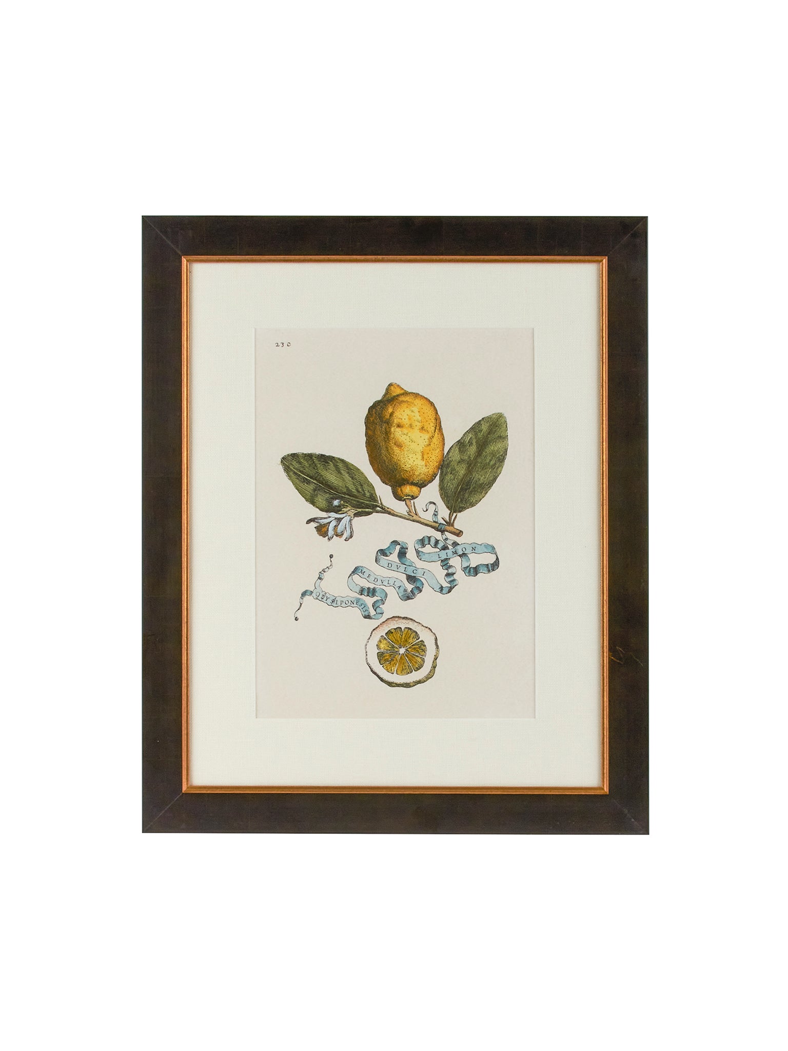 Vintage Italian Lemon Study Hand Colored Engraving Weston Table