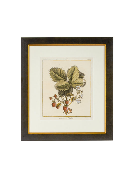 Vintage Italian Strawberry Hand Colored Engraving Weston Table