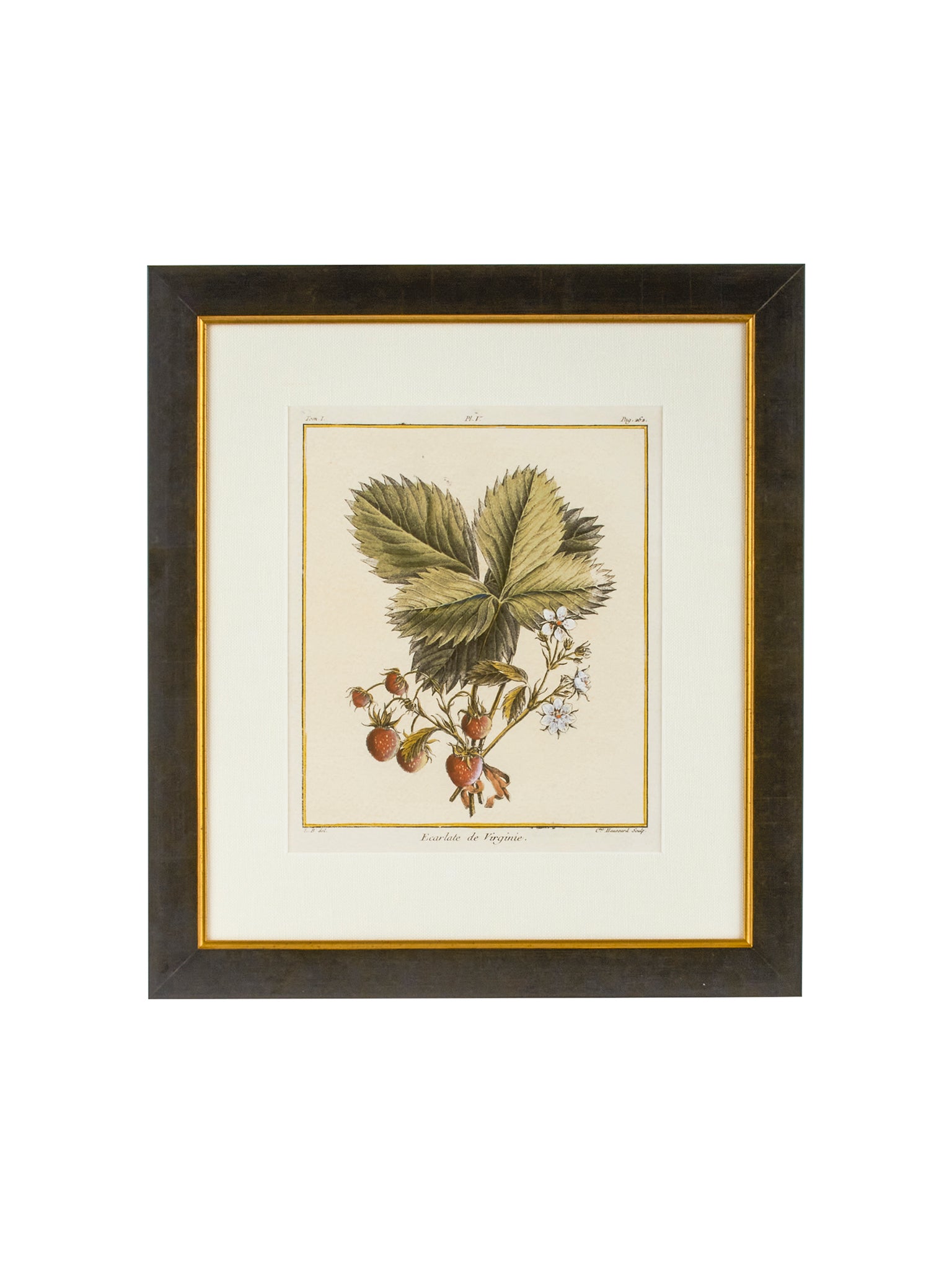 Vintage Italian Strawberry Hand Colored Engraving Weston Table
