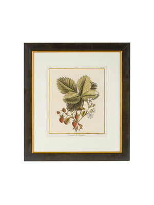  Vintage Italian Strawberry Hand Colored Engraving Weston Table 