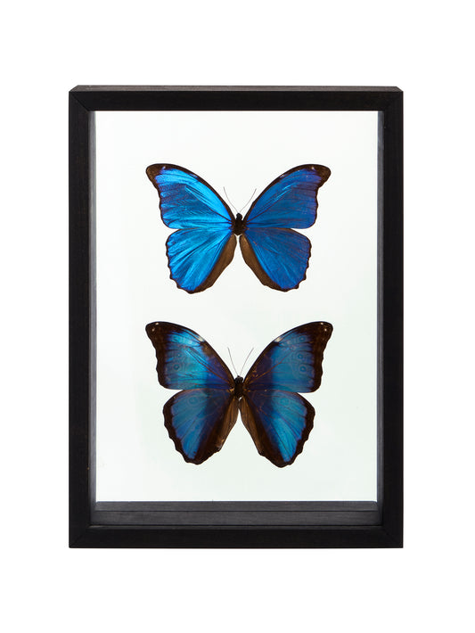Vintage Morpho Framed Butterflies Weston Table