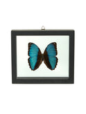 Vintage Morpho Framed Butterfly Achilles Two Weston Table