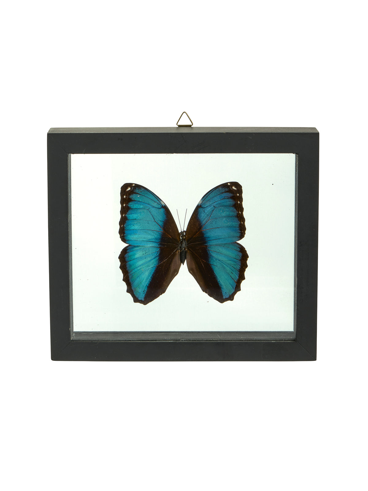 Vintage Morpho Framed Butterfly Achilles Two Weston Table