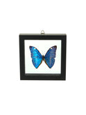 Vintage Morpho Framed Butterfly Morpho Marcus One Weston Table