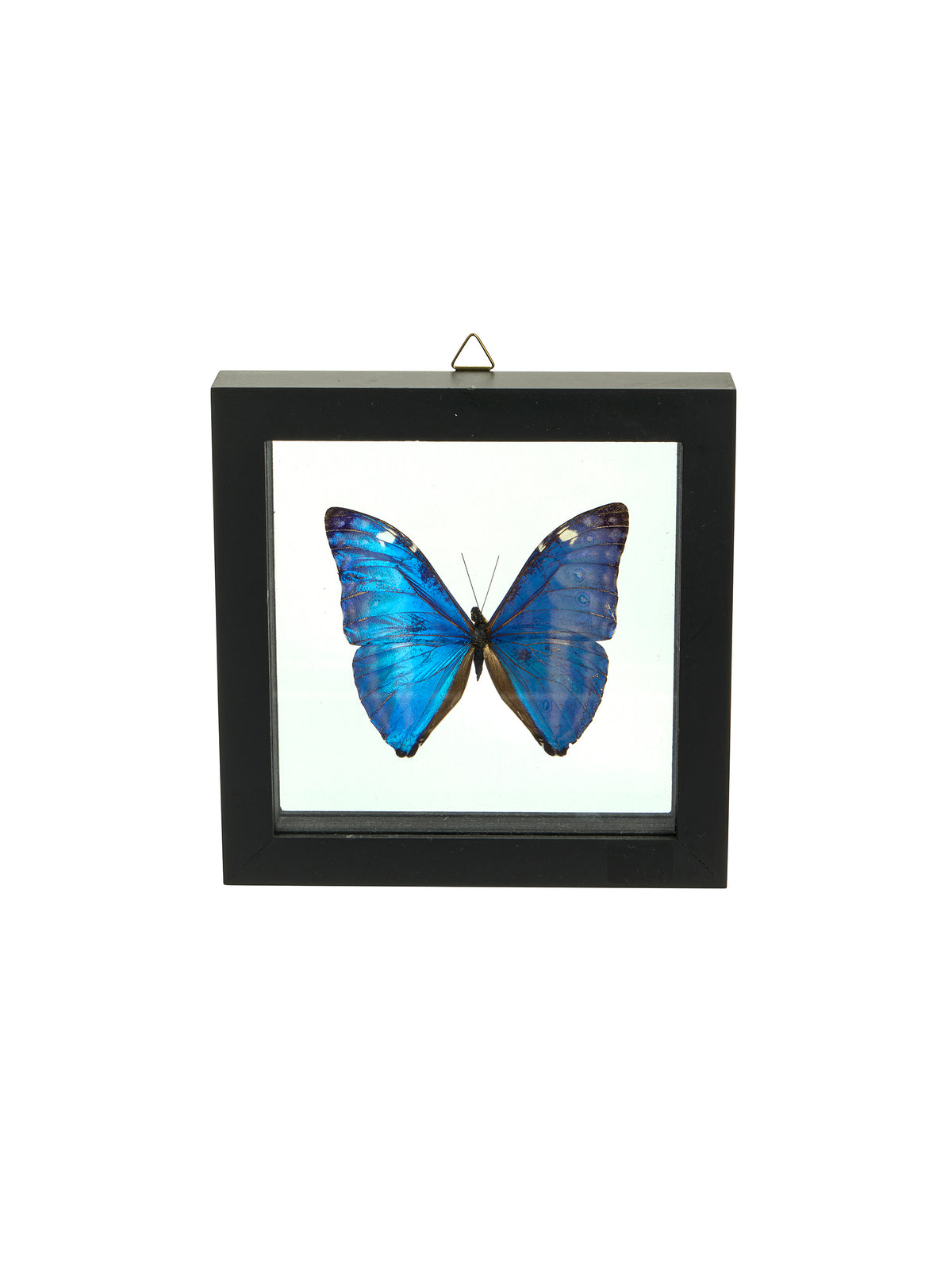 Vintage Morpho Framed Butterfly Morpho Marcus One Weston Table
