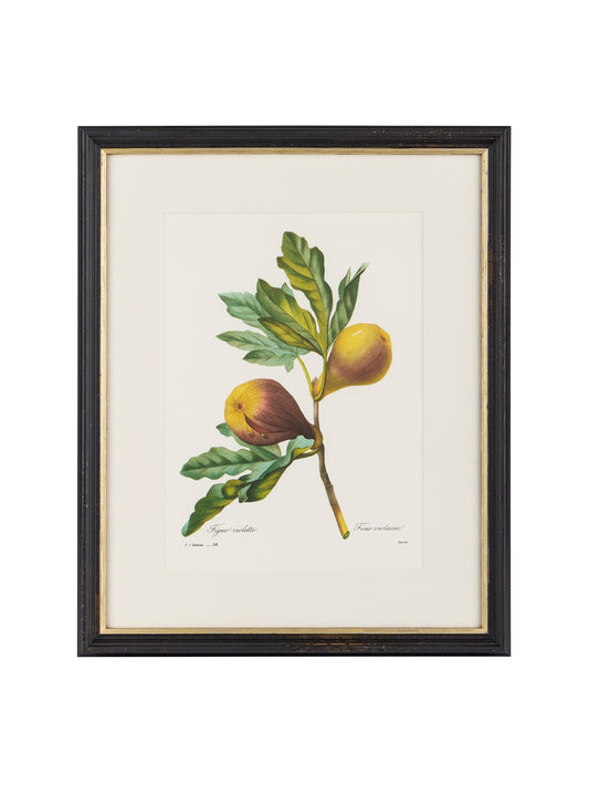 Vintage Pierre-Joseph Redouté Framed Fig Book Plate Weston Table