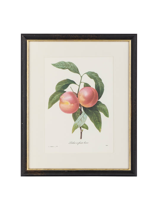 Vintage Pierre-Joseph Redouté Framed Peaches Book Plate Weston Table