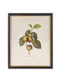 Vintage Pierre-Joseph Redouté Framed Plum Book Plate Weston Table