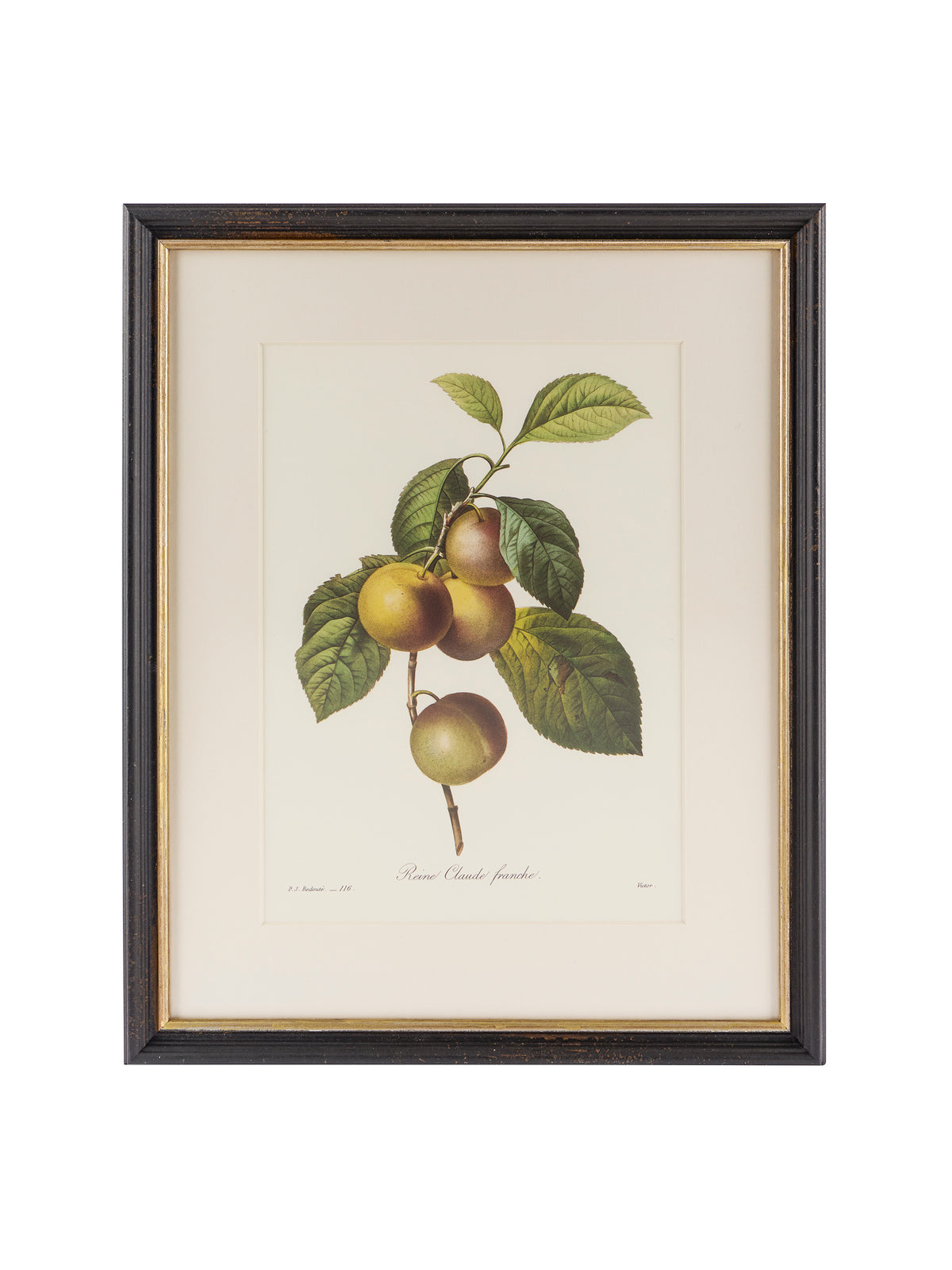 Vintage Pierre-Joseph Redouté Framed Plum Book Plate Weston Table