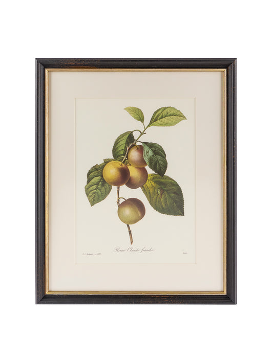 Vintage Pierre-Joseph Redouté Framed Plum Book Plate Weston Table