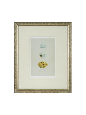  Vintage Speckled Egg Illustration Framed Art Three Egg Weston Table 