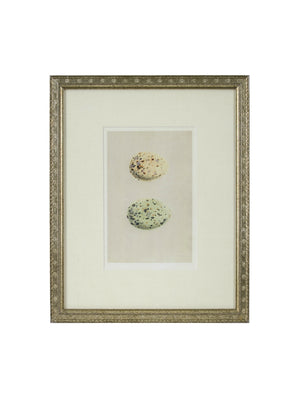  Vintage Speckled Egg Illustration Framed Art Two Egg Weston Table 