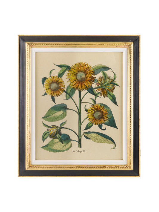 Vintage Sunflower Hand Colored Framed Engraving One Weston Table