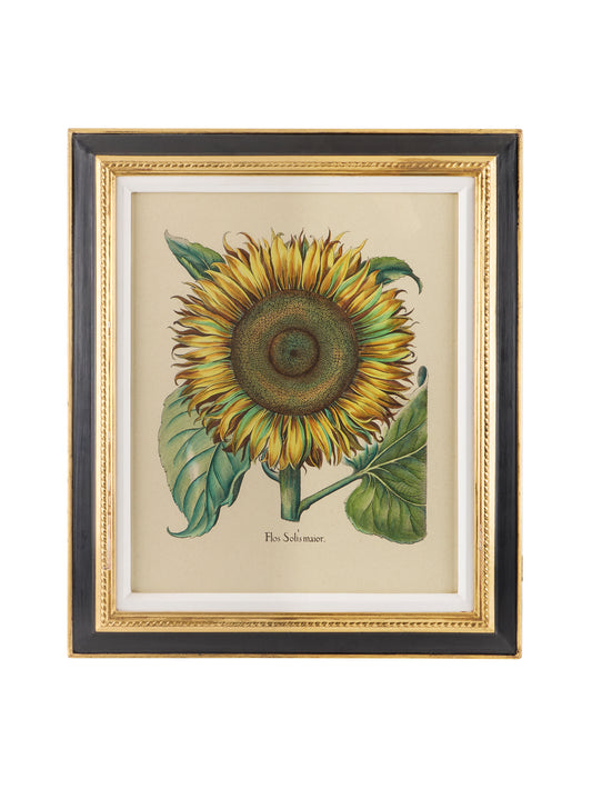 Vintage Sunflower Hand Colored Framed Engraving One Weston Table