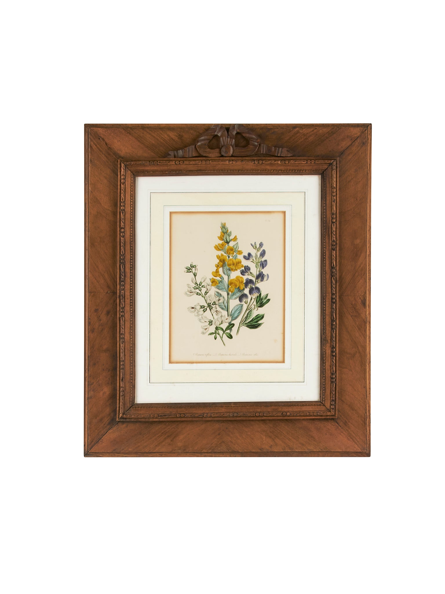 Vintage 1920s French Botanical Art