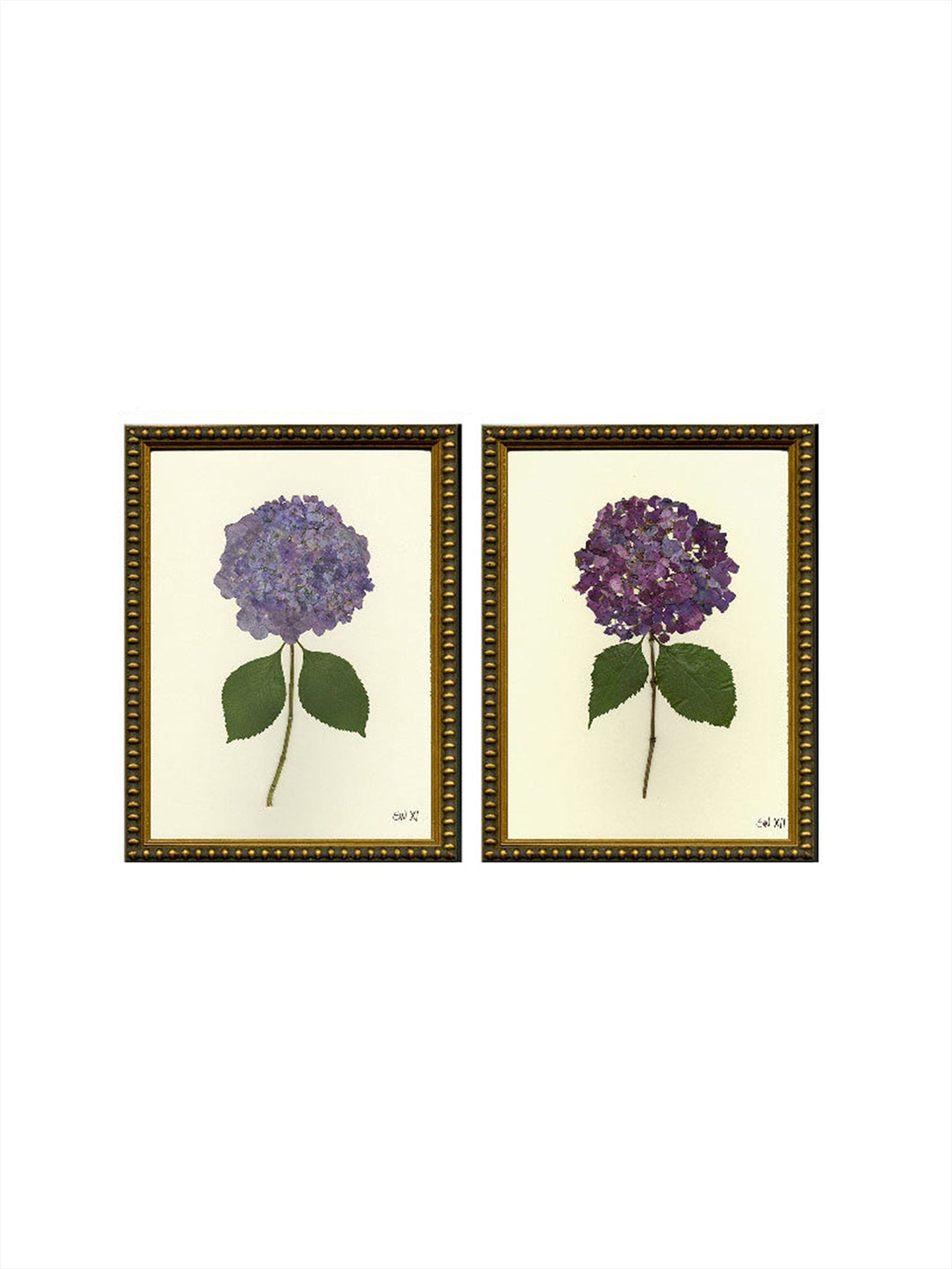Nantucket Blooms Giclées Purple Hydrangea Weston Table