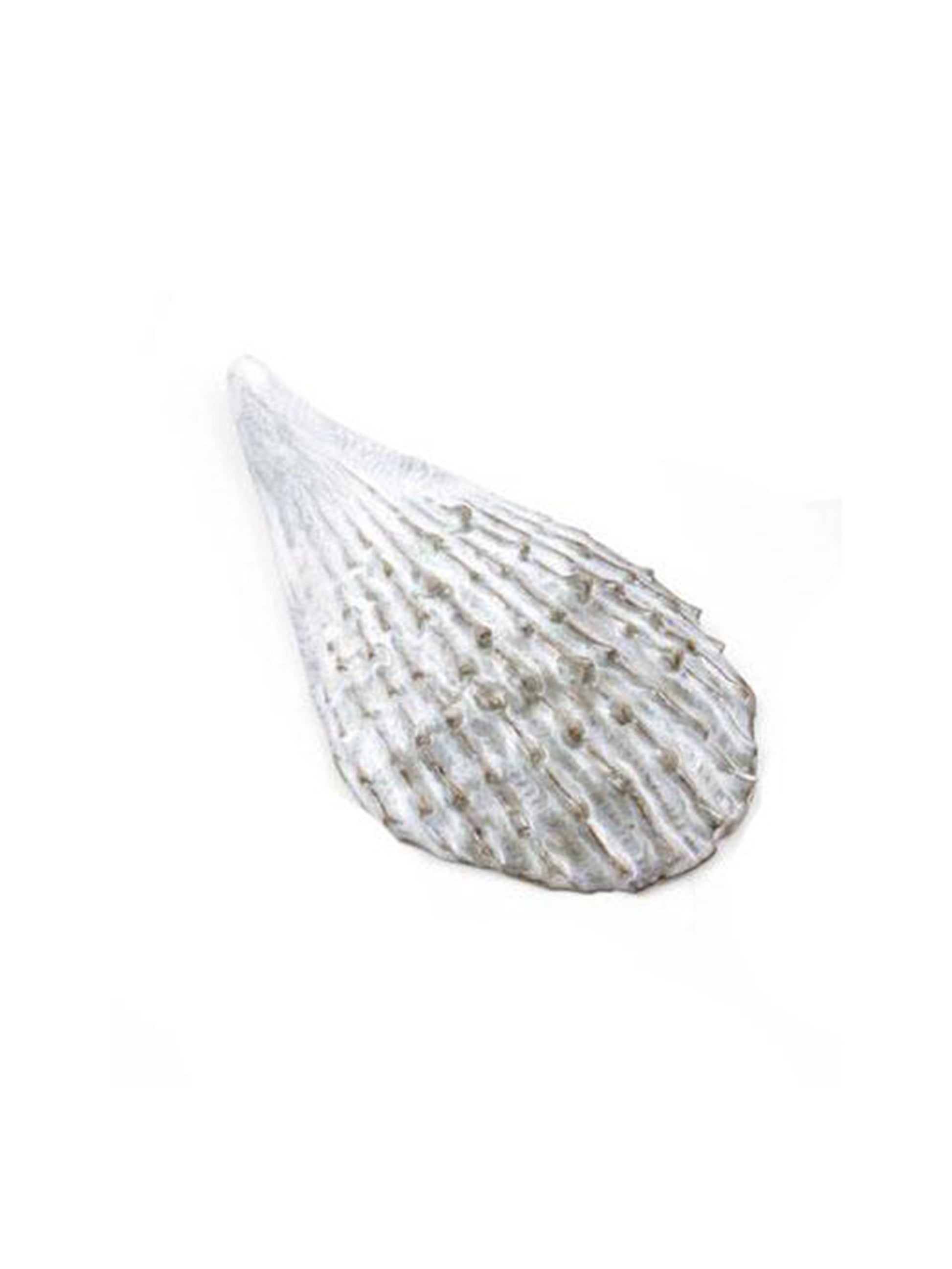 Yarrnakarn Ceramics Oceanology Pen Shell Dish Weston Table