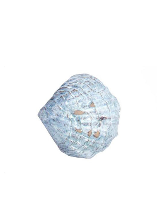 Yarrnakarn Ceramics Oceanology Shell Dish Weston Table